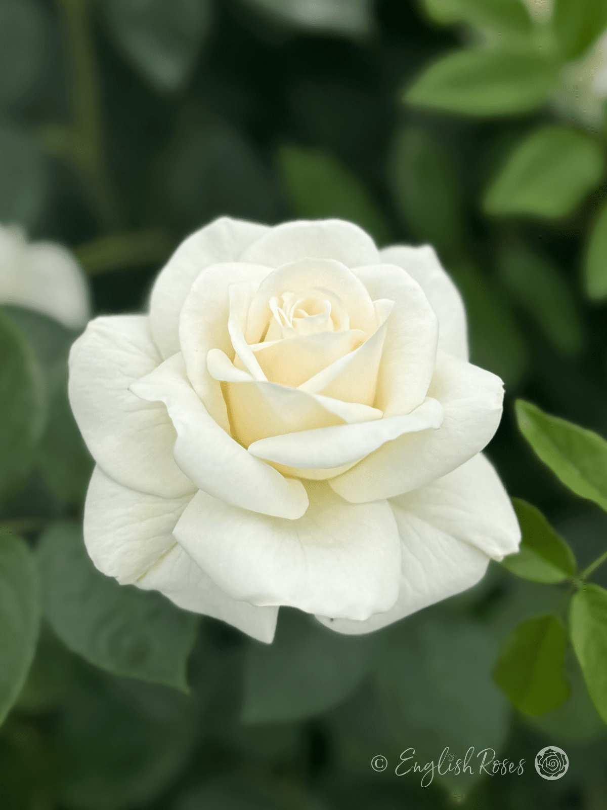 Precious Diamond Rose Close Up White Flower - White Floribunda rose with green foliage