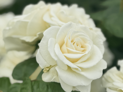 Precious Diamond Rose Precious Diamond Rose Image
