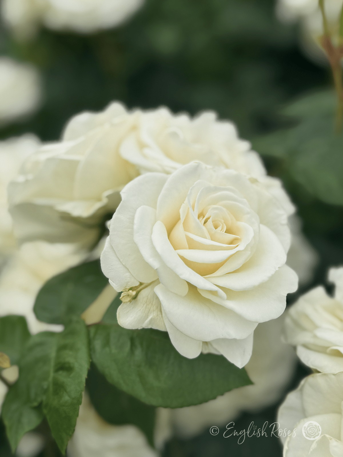 Precious Diamond Rose Cluster of Blooms - Lots of white cream blooms and green foliage