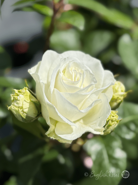 Precious Diamond Rose bloom with bud - White floribunda with buds