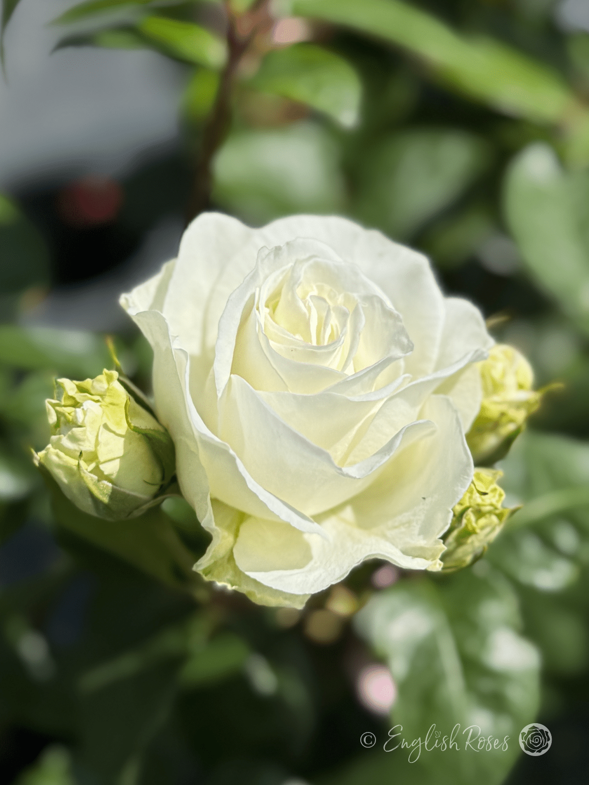 Precious Diamond Rose bloom with bud - White floribunda with buds