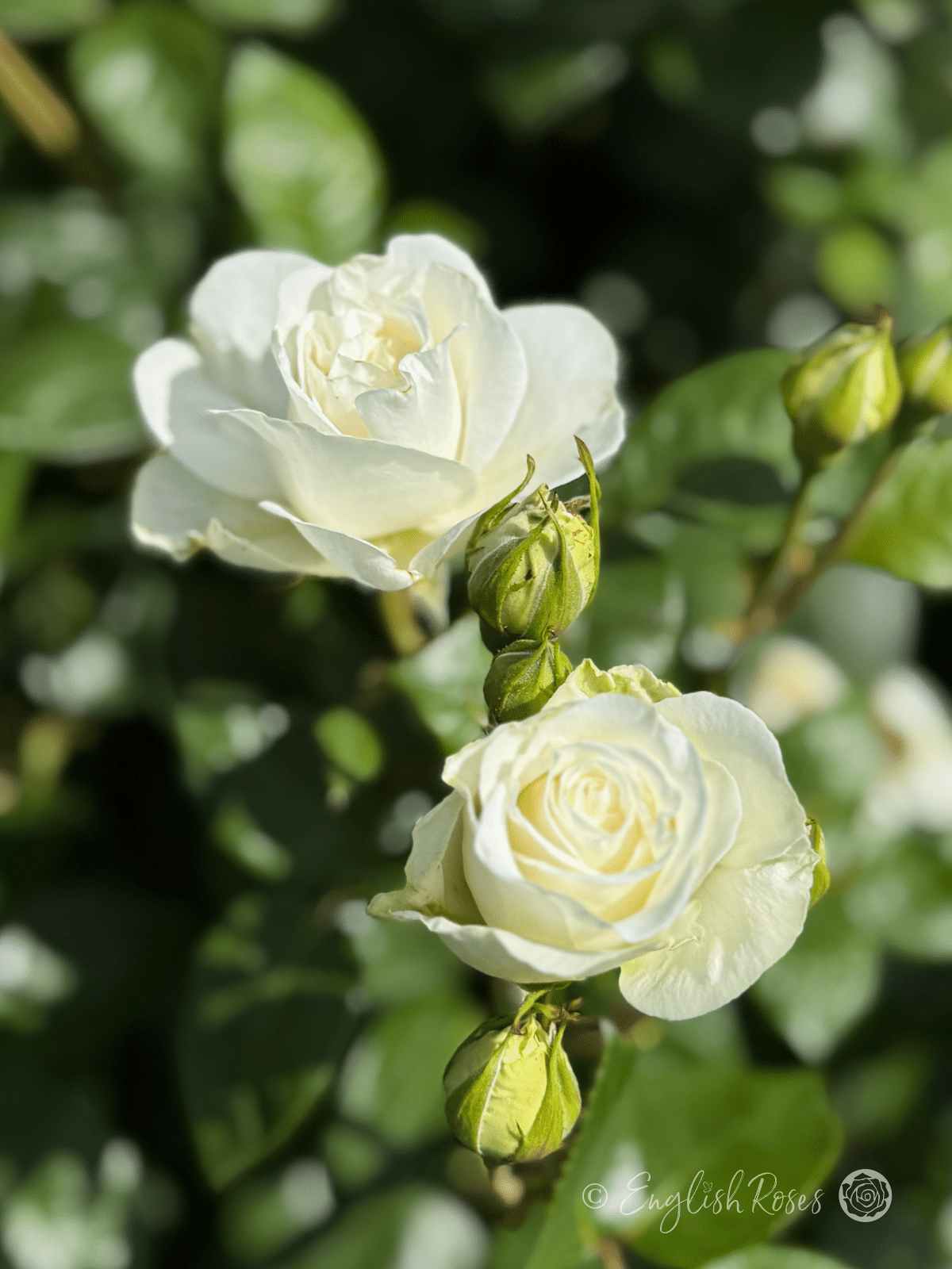 Precious Diamond Rose with buds - new green buds opening to white flowers.