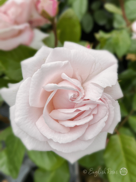 Pretty Parfuma Rose Close Up - Floribunda Scented Rose
