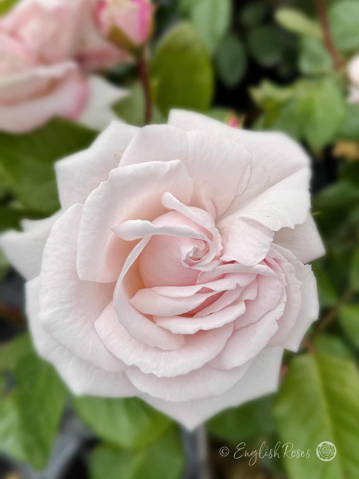 Pretty Parfuma Rose Close Up - Floribunda Scented Rose