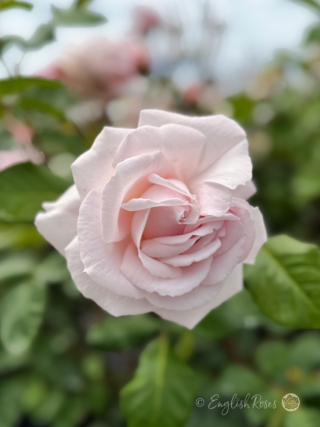 Pretty Parfuma Rose Main Image - Pale Pink Scented Floribunda