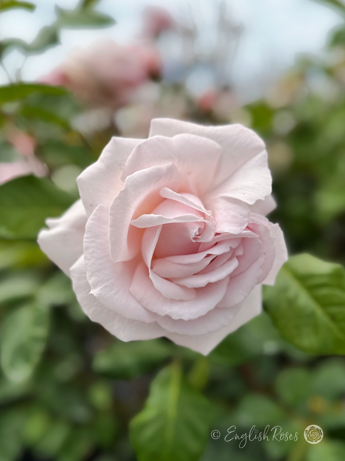 Pretty Parfuma Rose Main Image - Pale Pink Scented Floribunda