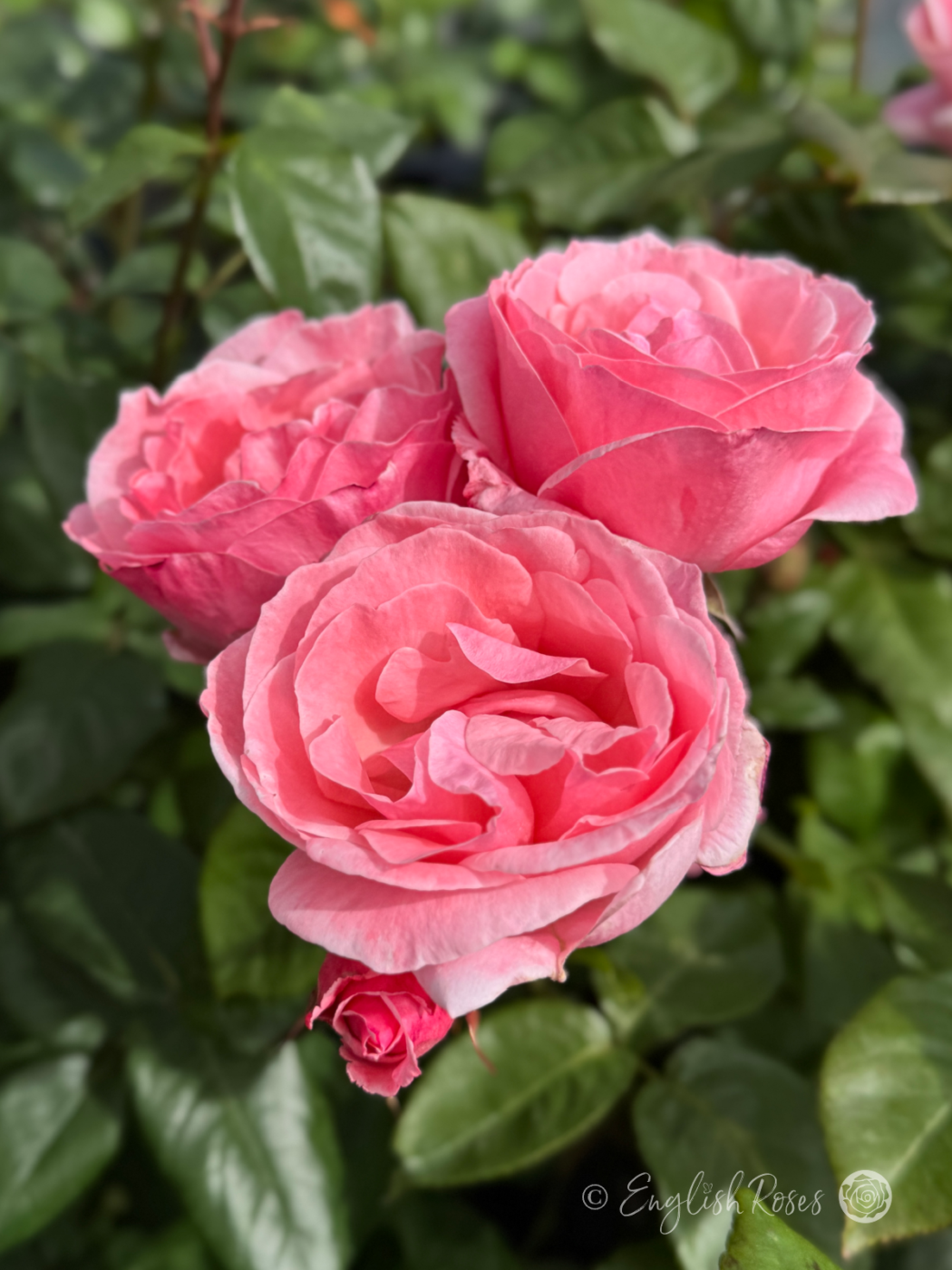 Queen Elizabeth Rose Cluster of blooms Main Image - Pink flowers with green leaves