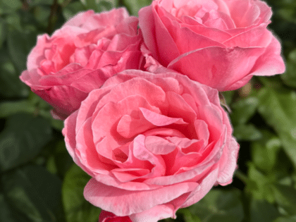 Queen Elizabeth Rose Image