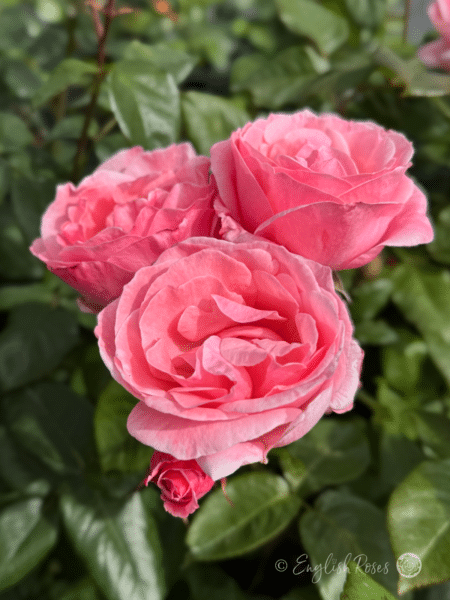 Queen Elizabeth Rose - Beautiful Pink Roses - English Roses