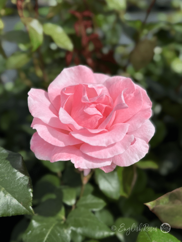 Queen Elizabeth Rose Pink Bloom Close up - Single pink flower with green leaves