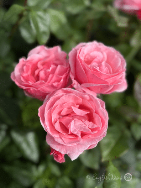 Queen Elizabeth Rose Pink Blooms - Three open floribunda blooms with green leaves