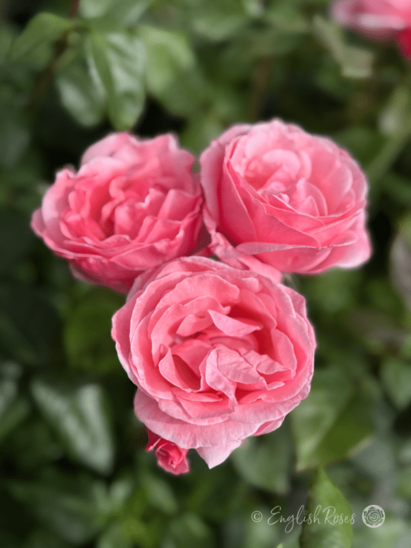 Queen Elizabeth Rose Pink Blooms - Three open floribunda blooms with green leaves