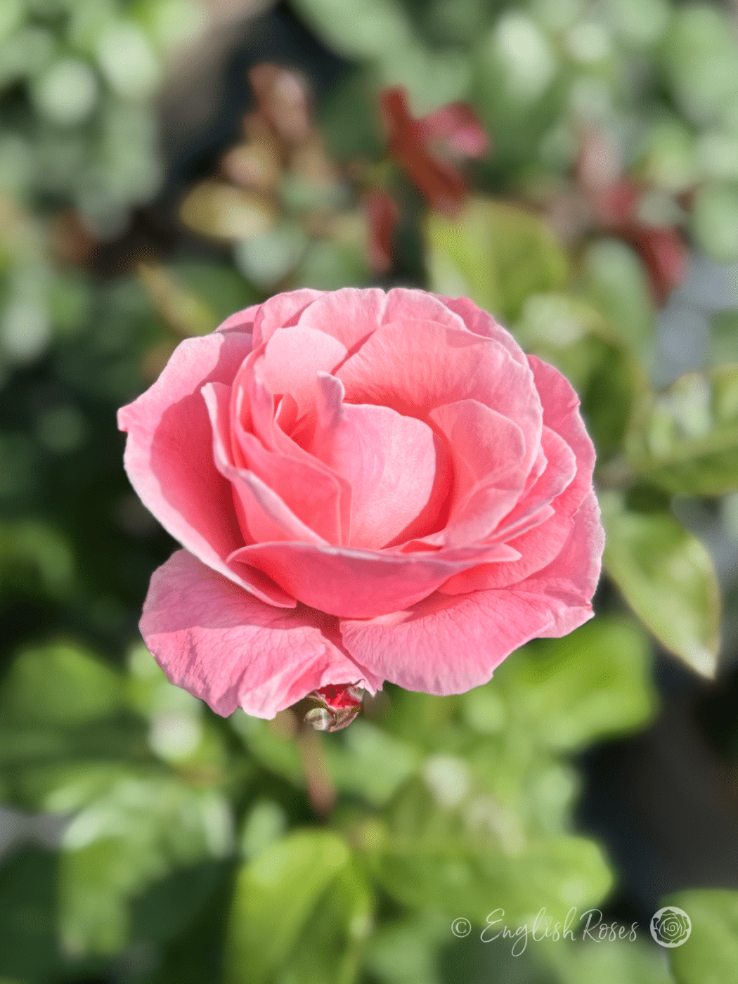 Queen Elizabeth Rose - Beautiful Pink Roses - English Roses