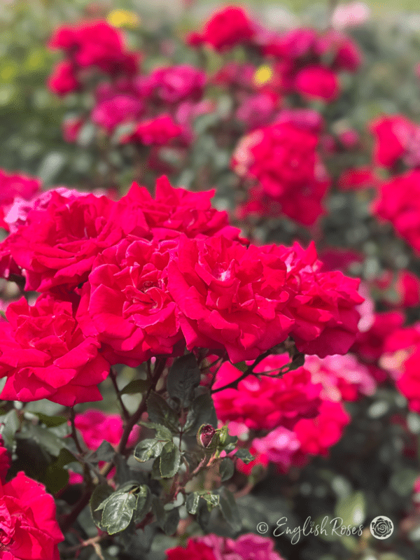 Red New Dawn Red Pink Blooms - Multiple climbing blooms with dark green foliage