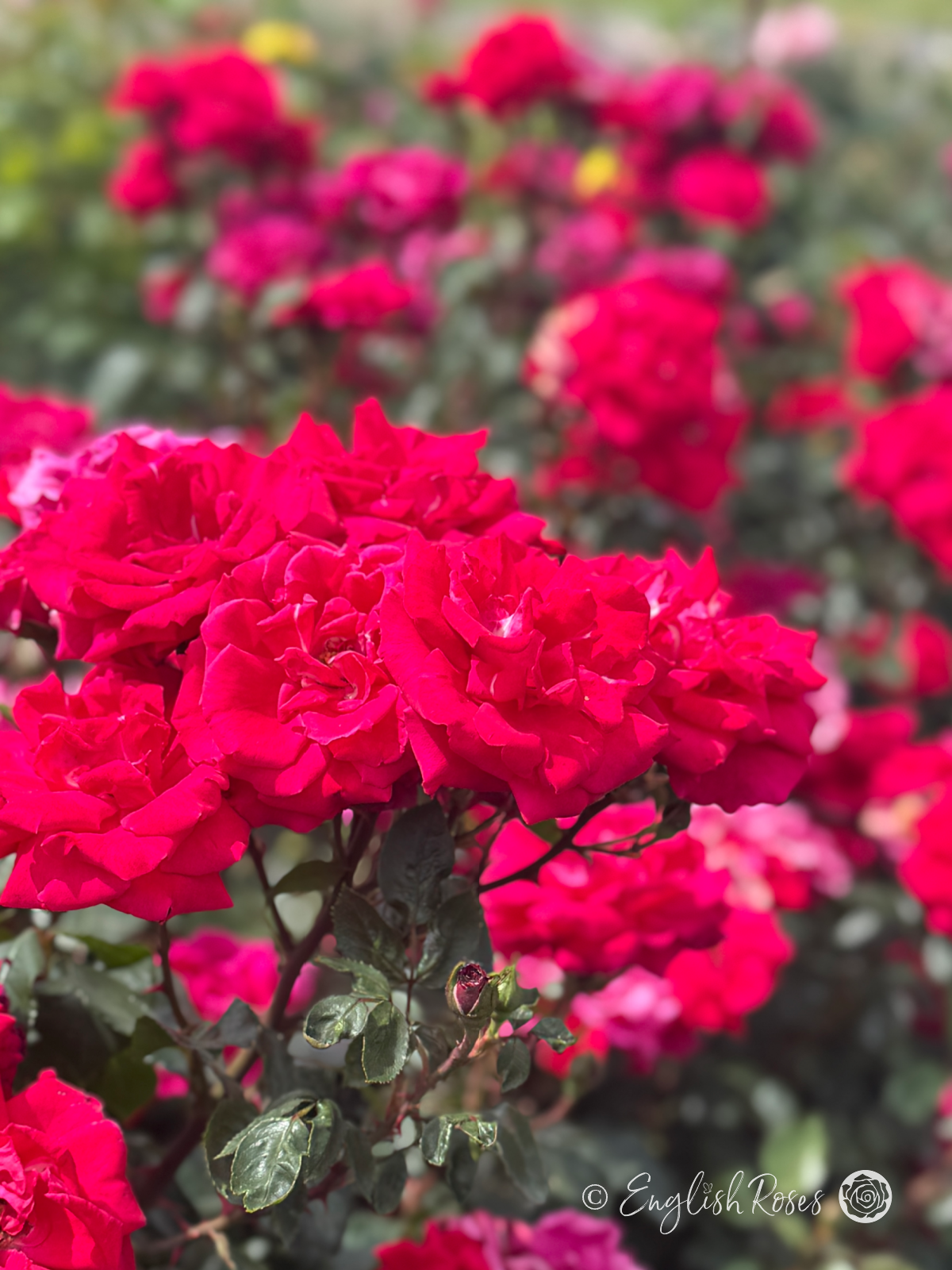 Red New Dawn Red Pink Blooms - Multiple climbing blooms with dark green foliage