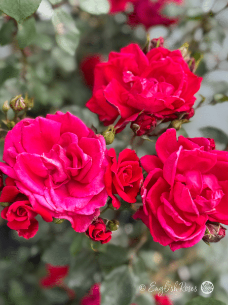 Red New Dawn Rose Climber - Red Pink Blooms with buds