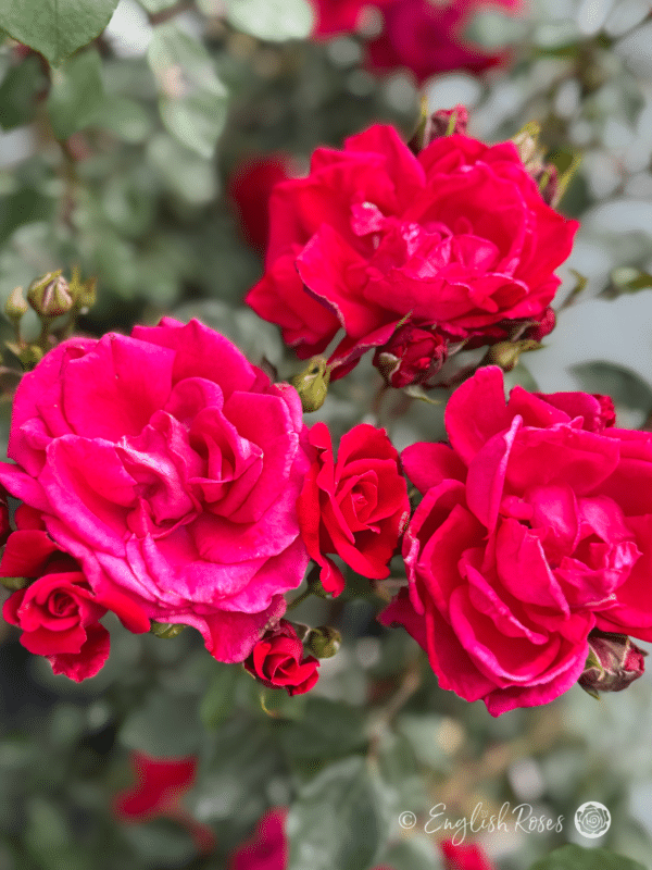 Red New Dawn Rose Climber - Red Pink Blooms with buds