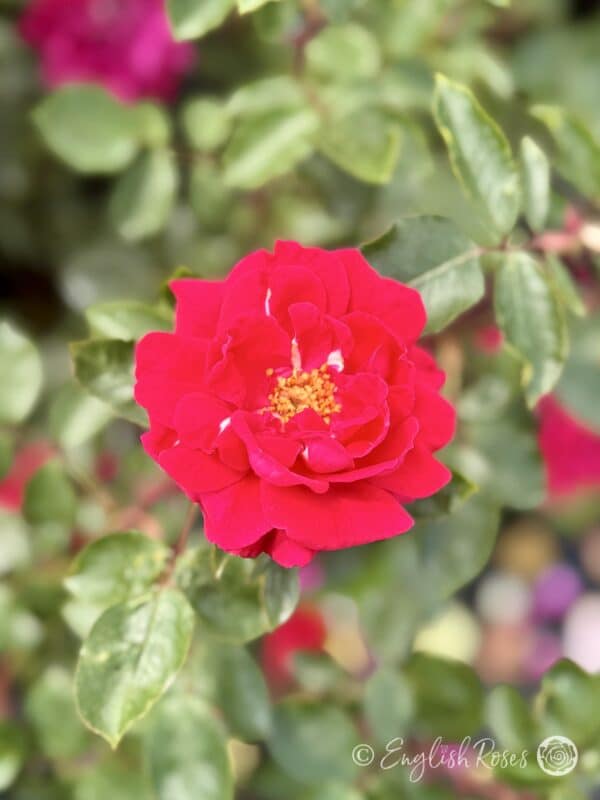 Red New Dawn Rose Close Up Bloom - Red Climbing Rose