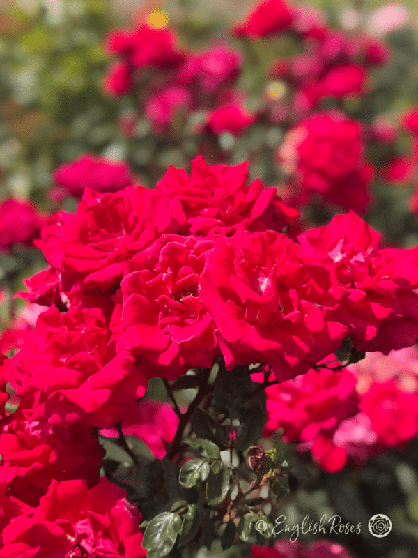 Red New Dawn Rose Main Image Cluster of blooms - Multiple roses with dark green foliage