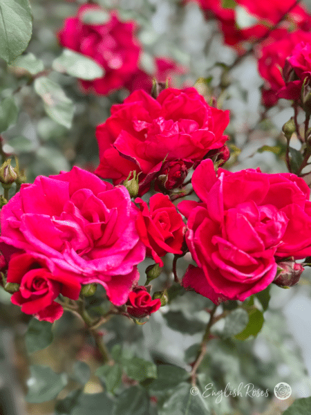 Red New Dawn Rose - Image 4