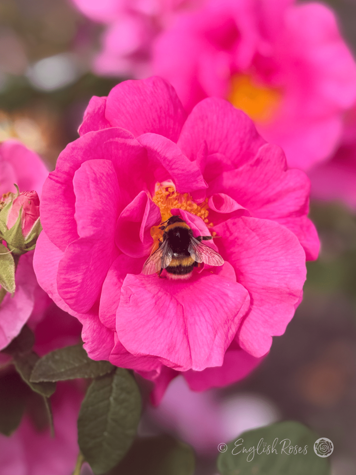 Rosa gallica 'Officinalis' Bloom with Bumblebee Main Image - Old-fashioned gallica rose