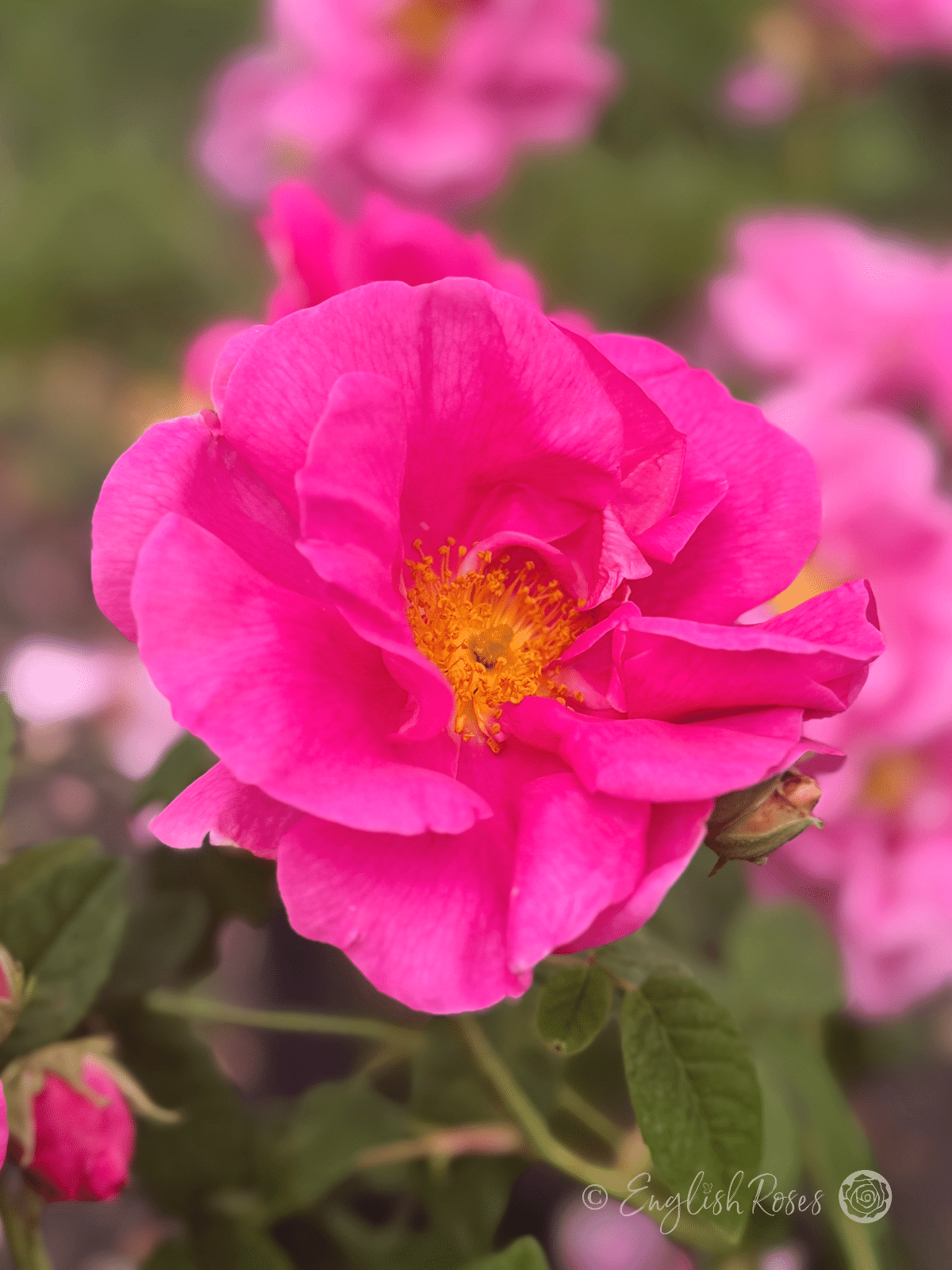 Rosa gallica 'Officinalis' Bright Pink Open Rose - Scented Pink fashioned open bloom with yellow stamens
