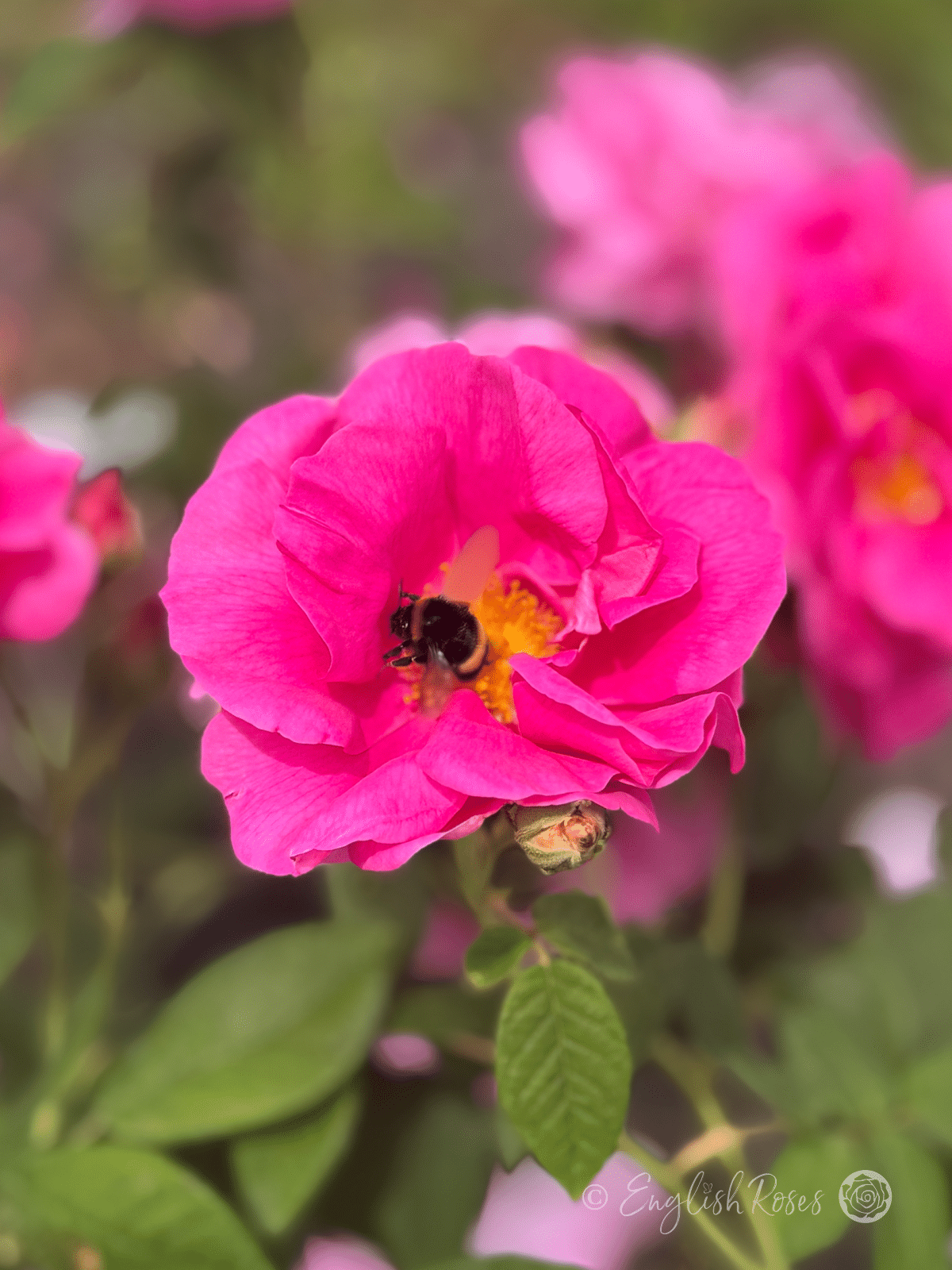 Rosa gallica 'Officinalis' Cerise Pink Old-Fashioned Rose - Pink magenta petals with yellow stamens