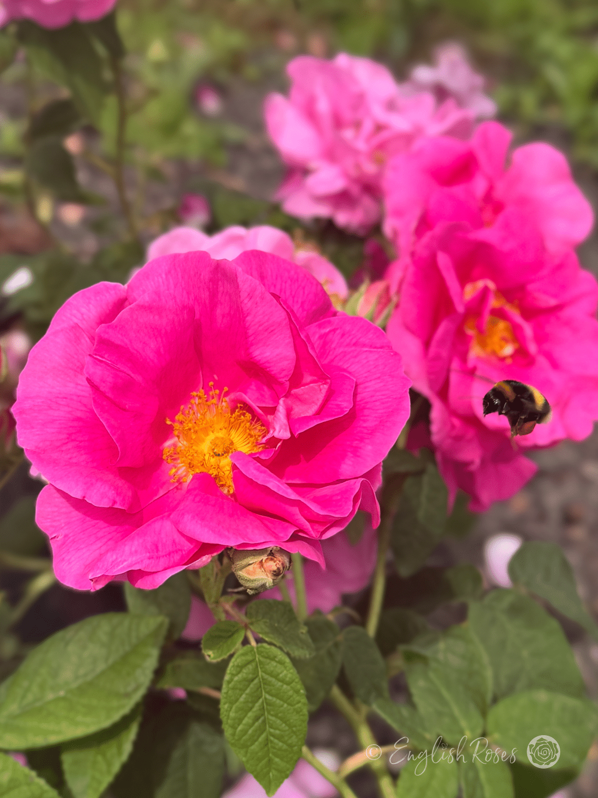 Rosa gallica 'Officinalis' Multiple Scented Blooms with bee - Pink Cerise English Rose