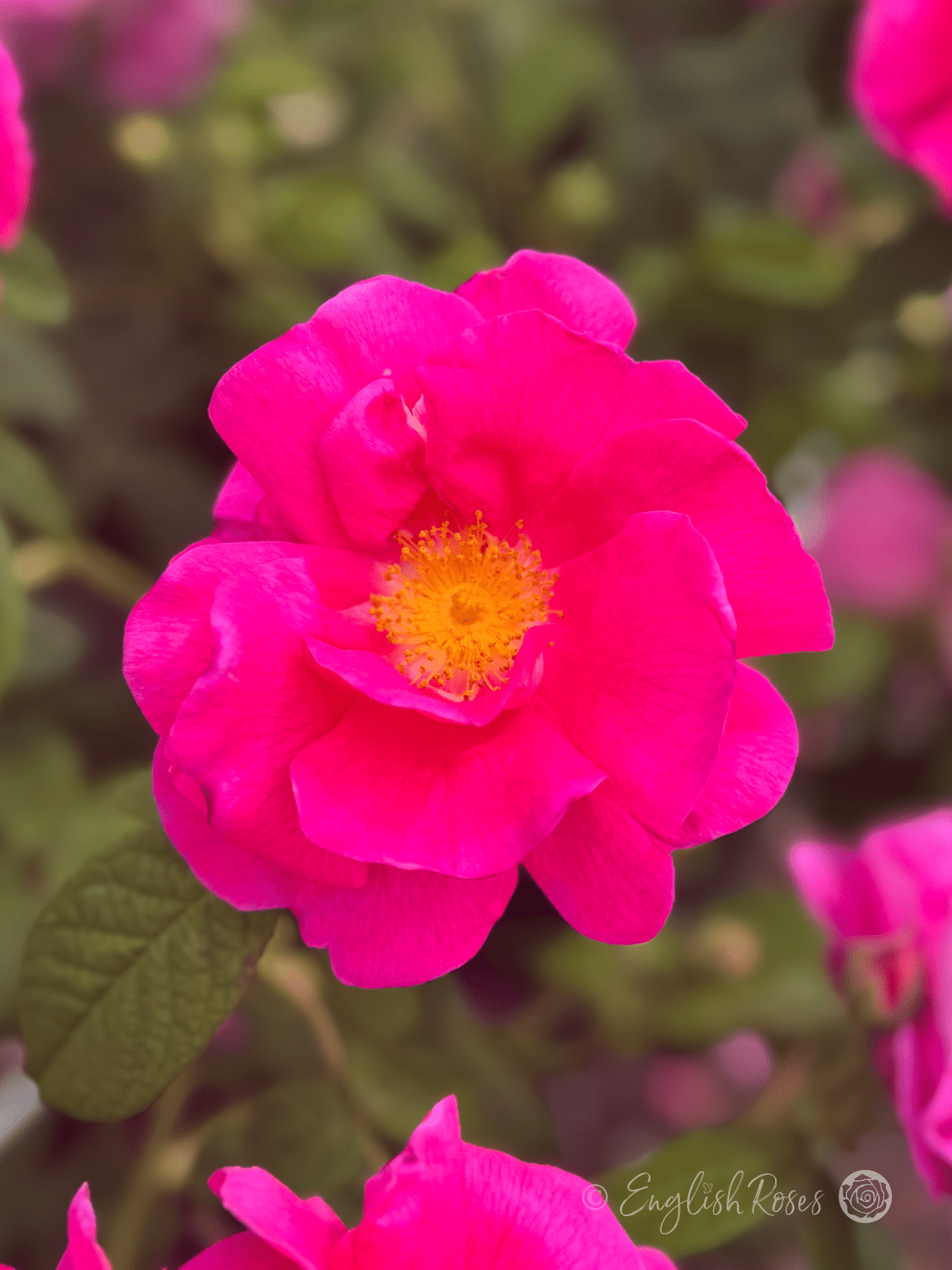 Rosa gallica 'Officinalis' Single Gallica Pink Bloom - Bright cerise magenta pink with yellow stamens