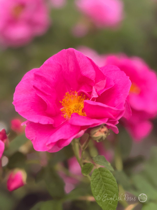 Rosa gallica 'Officinalis' Two open roses - Pink Magenta petals with yellow stamens