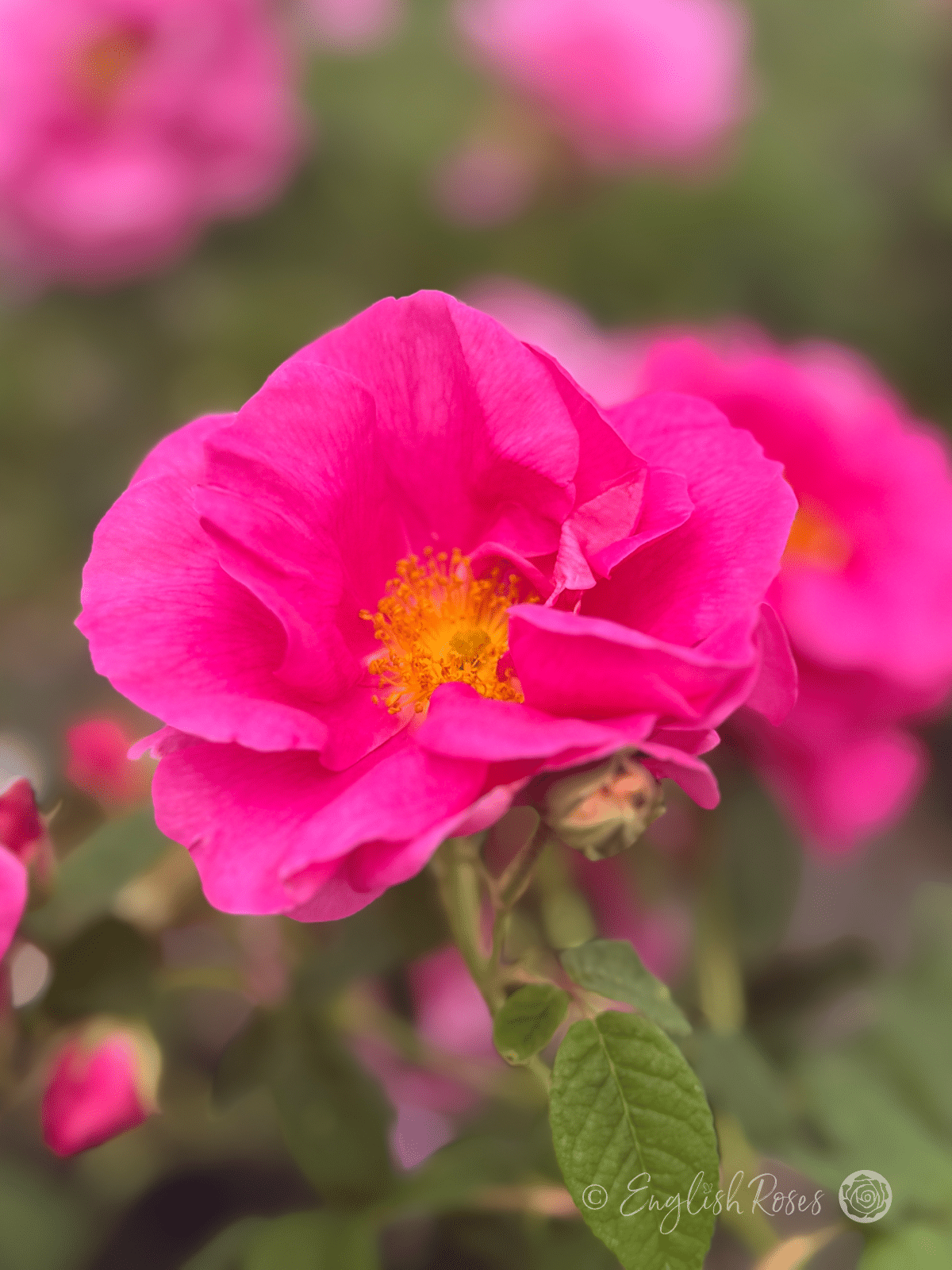 Rosa gallica 'Officinalis' Two open roses - Pink Magenta petals with yellow stamens