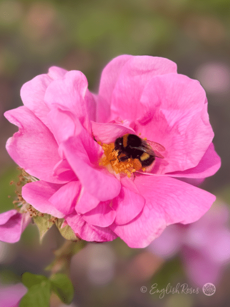 Rosa gallica 'Officinalis' with Bumble Bee - Open pink old-fashioned gallica rose