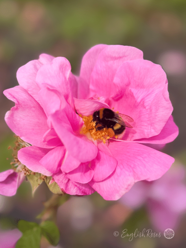 Rosa gallica 'Officinalis' with Bumble Bee - Open pink old-fashioned gallica rose