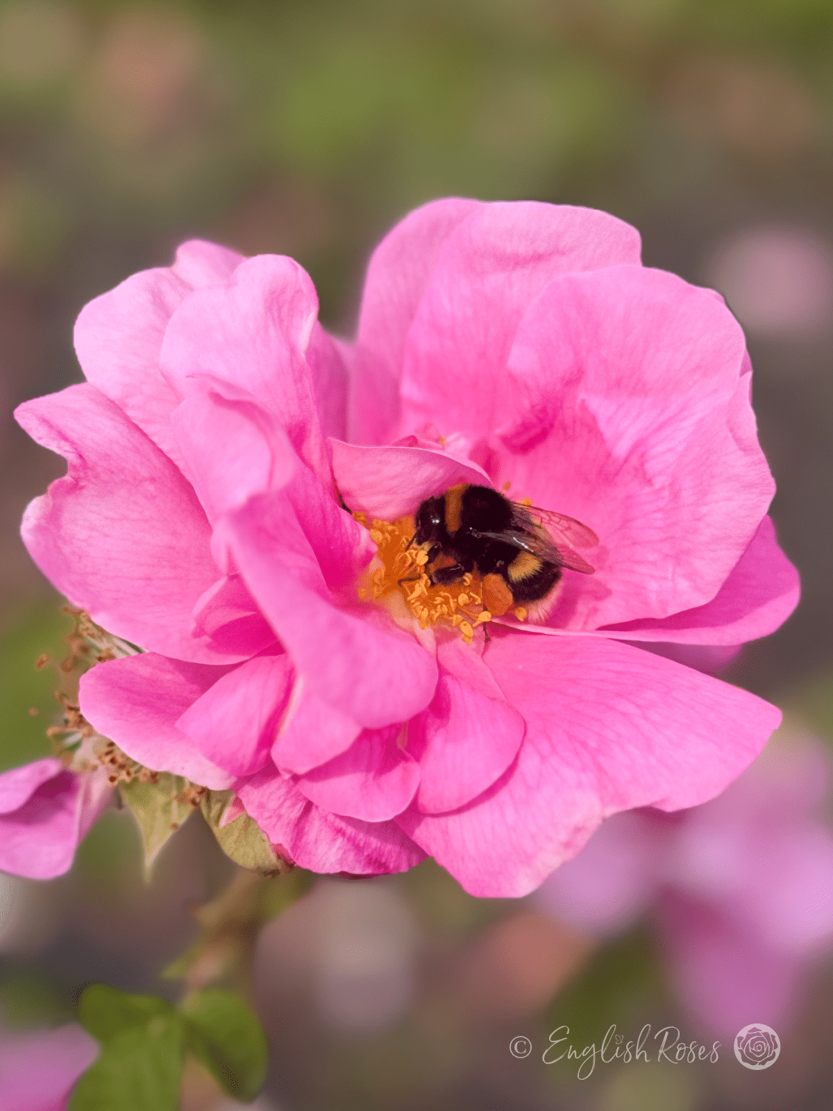 Rosa gallica 'Officinalis' with Bumble Bee - Open pink old-fashioned gallica rose