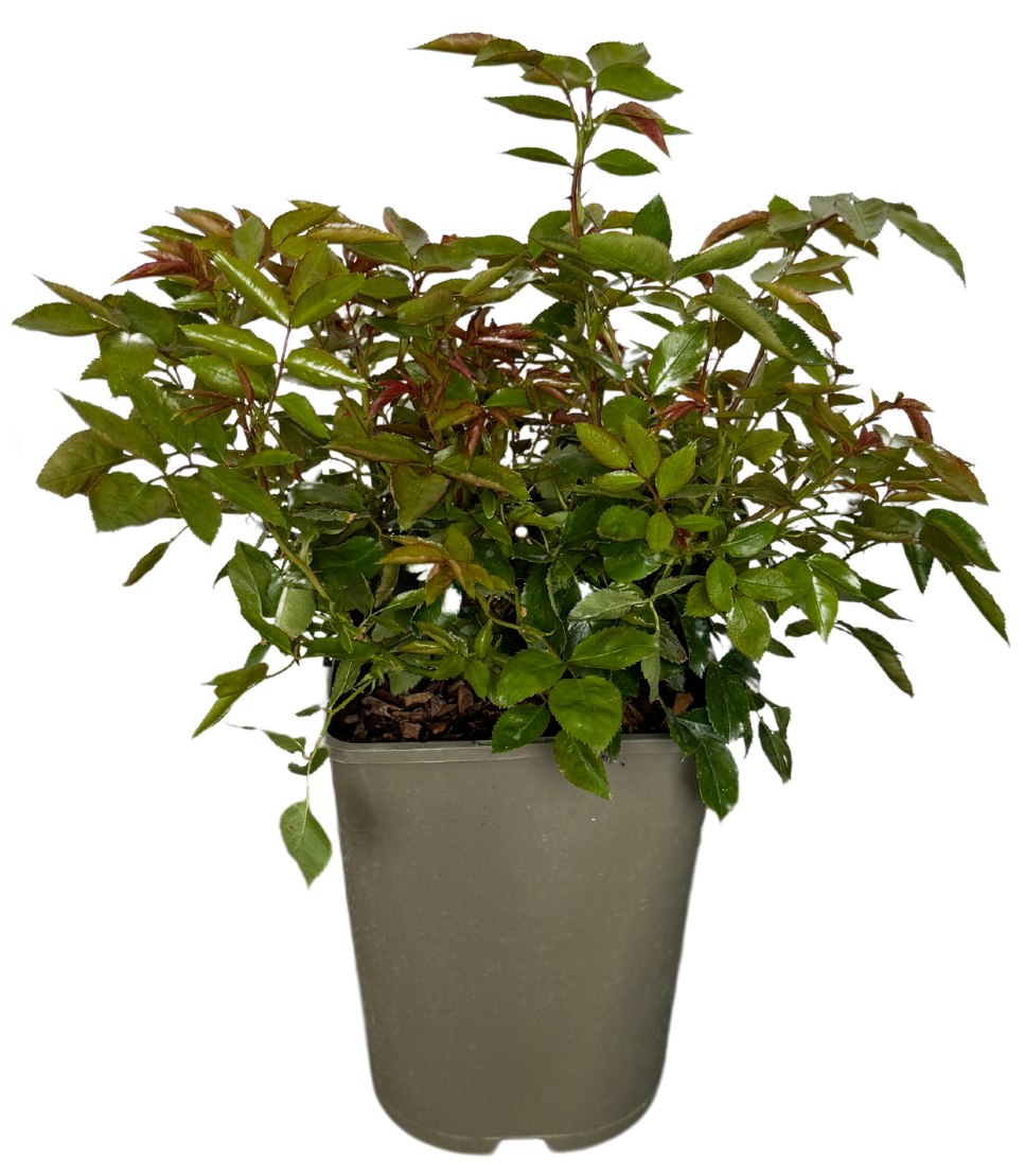 Rose Growth Stages - Early Summer Foliage