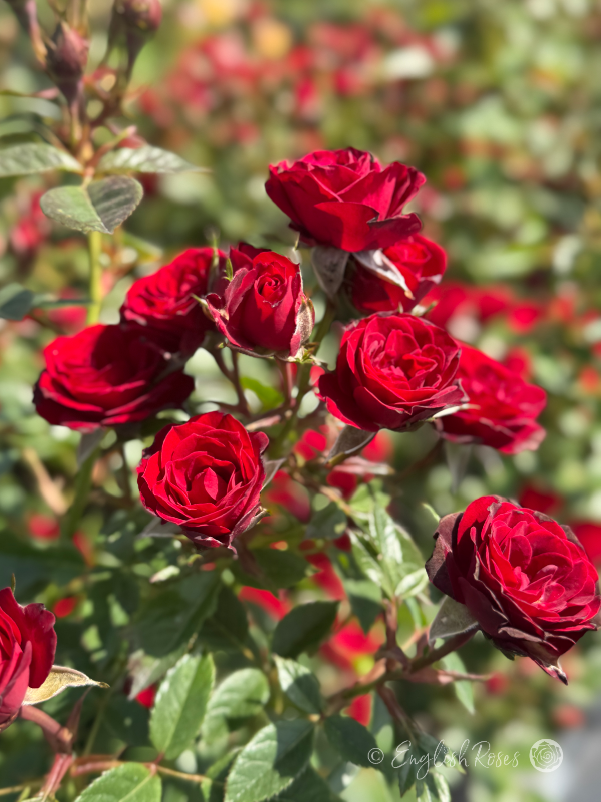Ruby Wishes Patio Rose - A cluster of small red patio roses