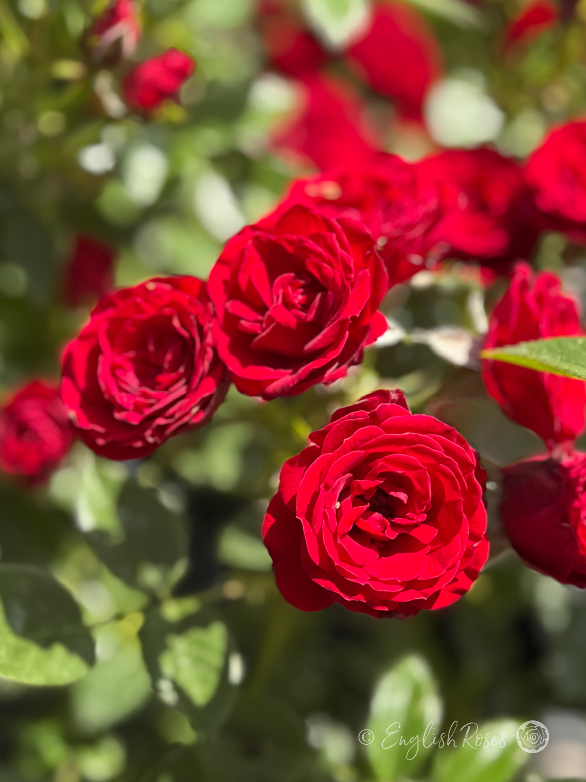 Ruby Wishes Red Multiple Blooms - Close up of small red blooms