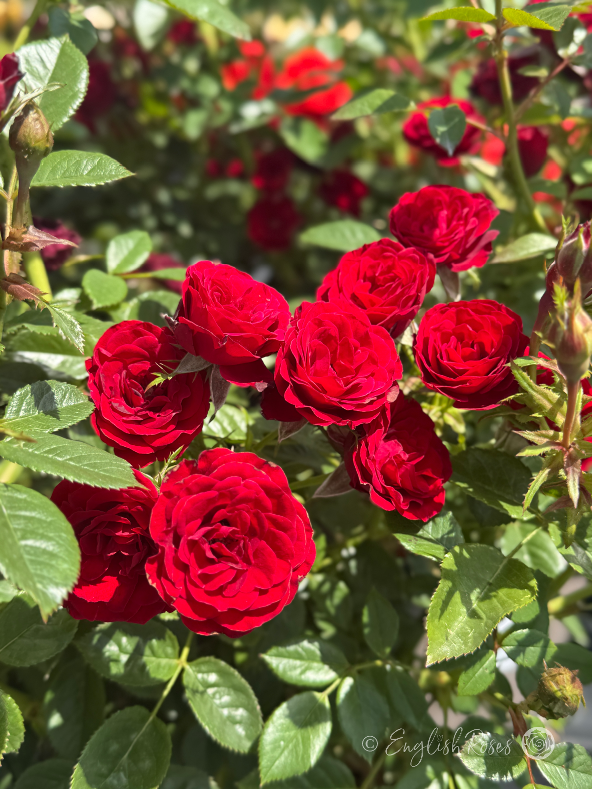 Ruby Wishes Rose Main Image - Multiple small ruby red patio blooms