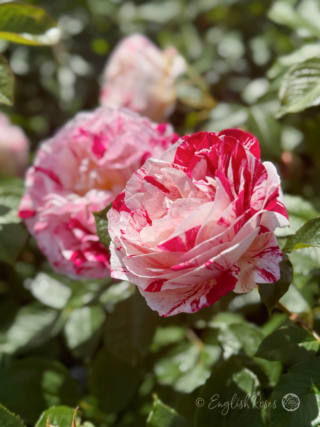 Scentimental Rose Main Image - Cherry Red and White Striped Petals
