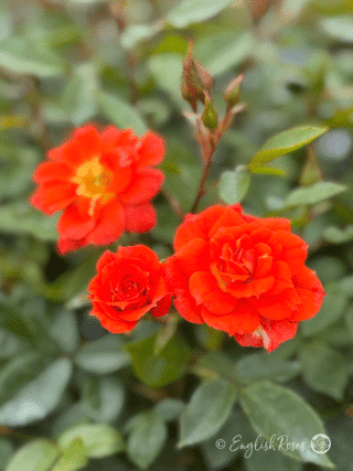 Sunseeker Rose Main Image - Small Orange Blooms