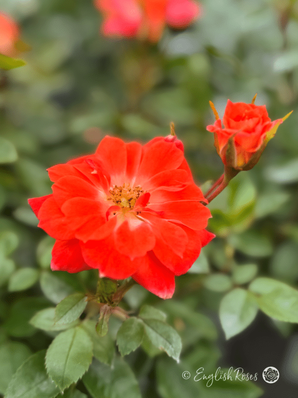 Sunseeker Rose Orange Floribunda - Close Up of Orange Blooms
