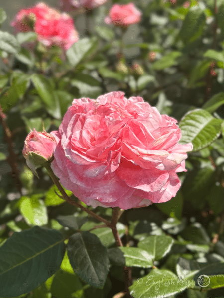 Sweet Romantica Large Pink Bloom