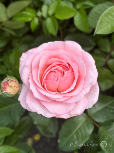 Sweet Romantica Rose Pink Hybrid Tea Rose Single Rose