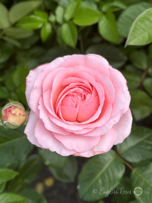 Sweet Romantica Rose Pink Hybrid Tea Rose Single Rose