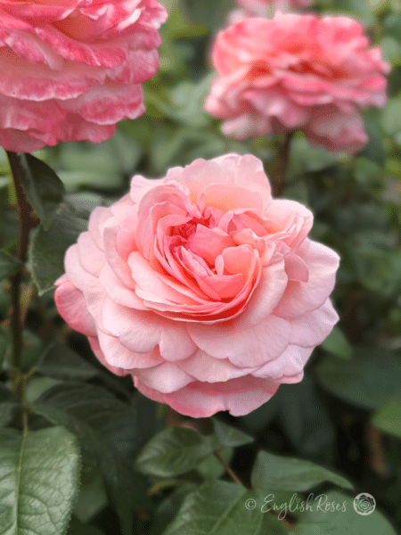Sweet Romantica Rose Pink Petals - Large Full Pink Bloom