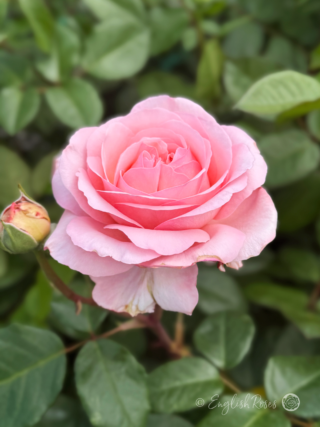 Sweet Romantica Rose