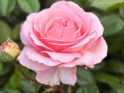 A Rose For Martha - English Roses Gift A Rose For Martha - English Roses Gift Image
