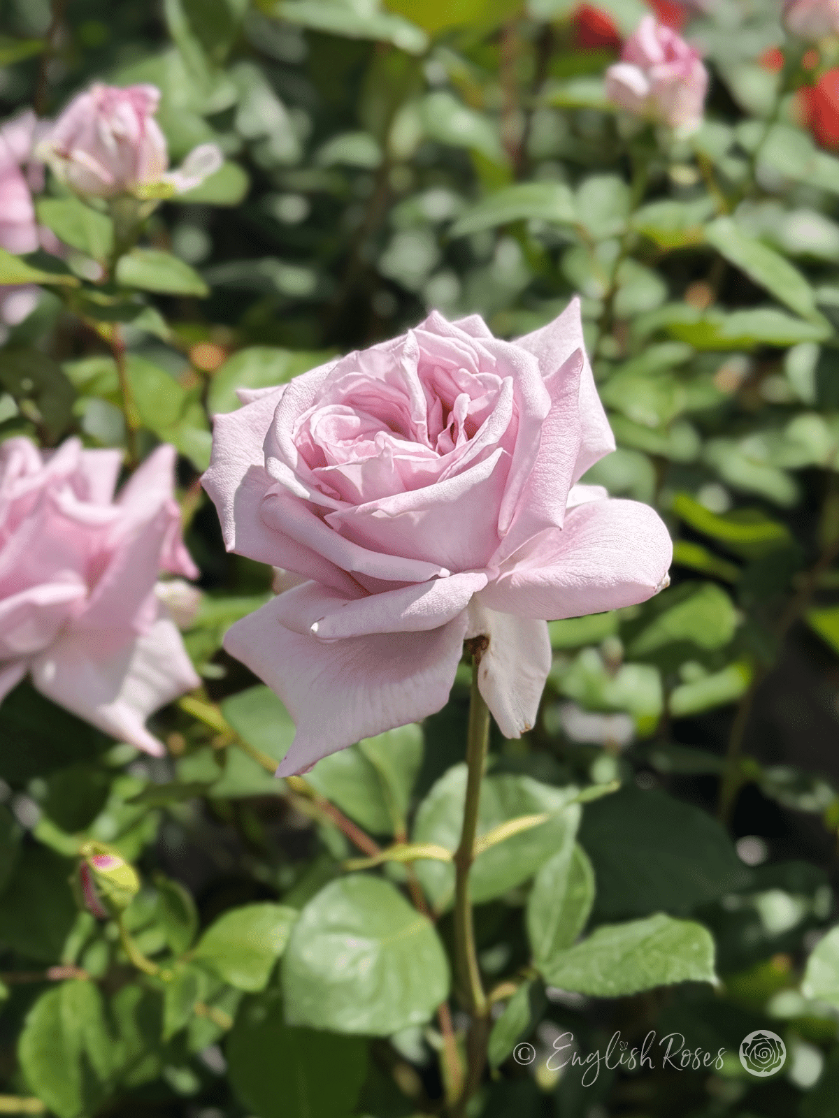 Twice in a Blue Moon Rose Hybrid Tea Rose - Large Lilac Scented Rose