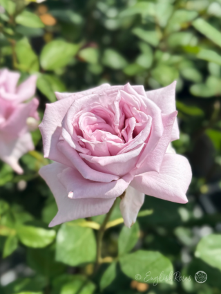 Twice in a Blue Moon Rose Main Image - Close Up Purple Lilac Bloom