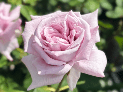 Twice In A Blue Moon Rose Twice In A Blue Moon Rose Image